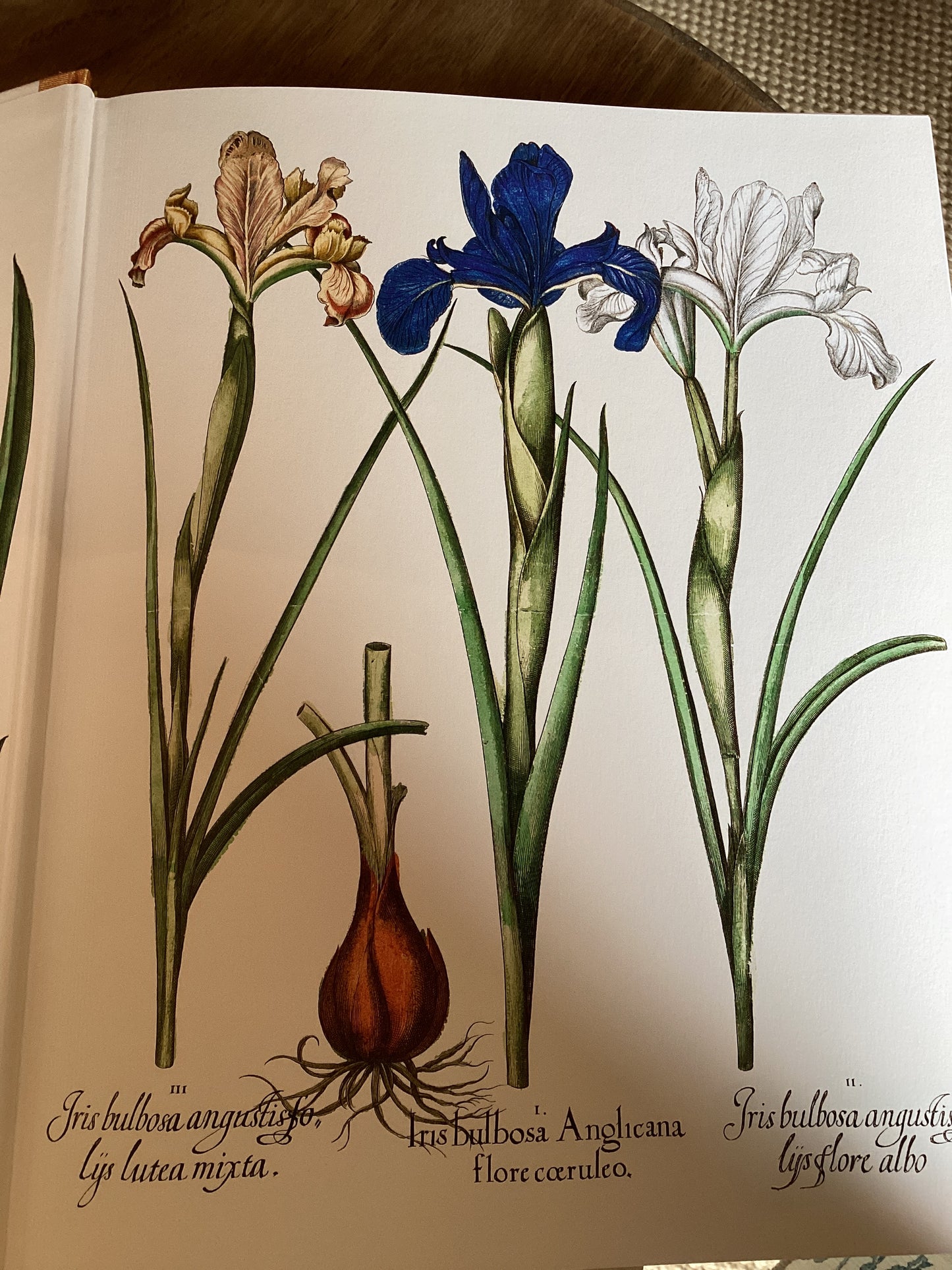 Botanical Box Set