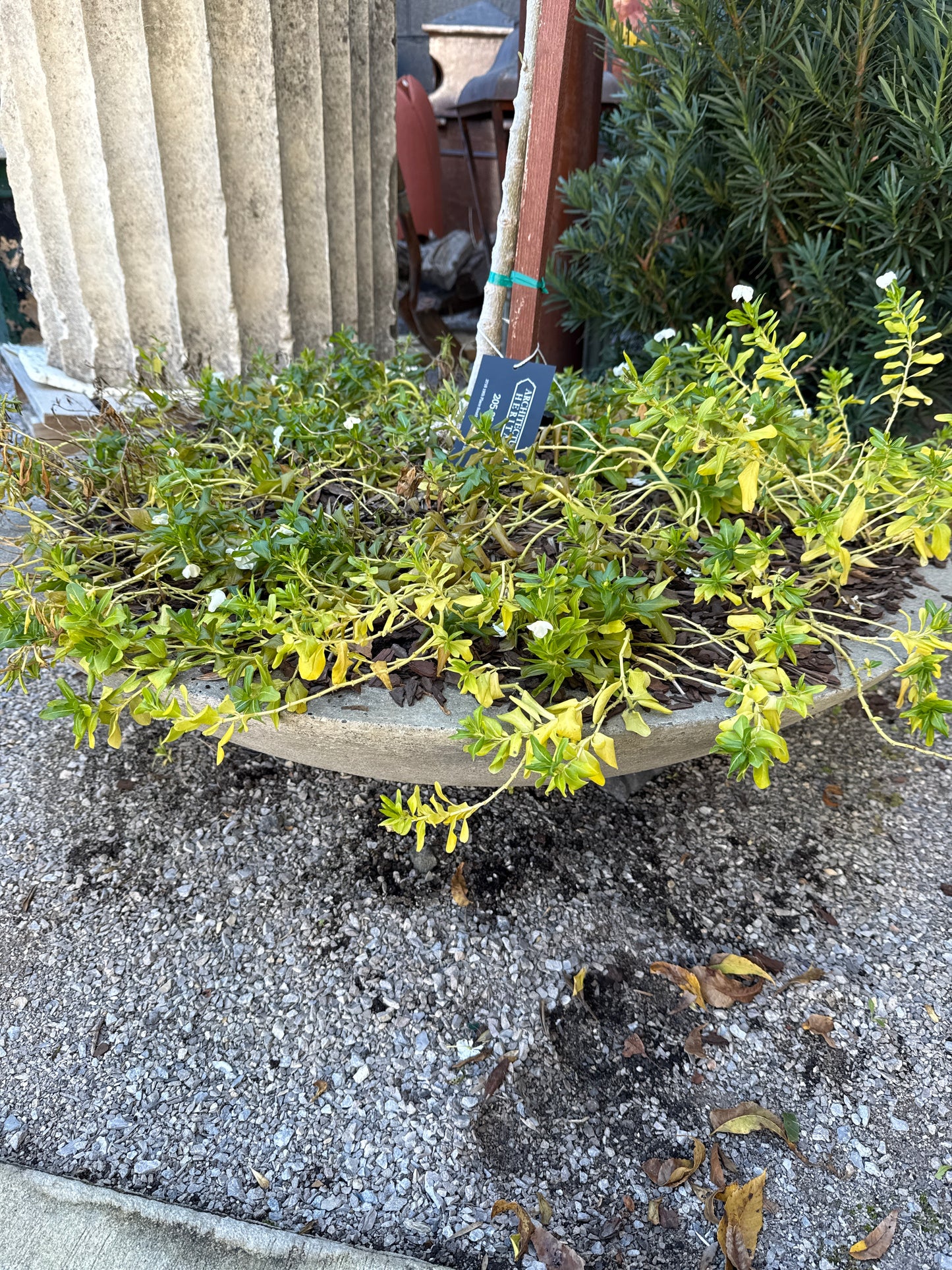 Low Zen Planter Large