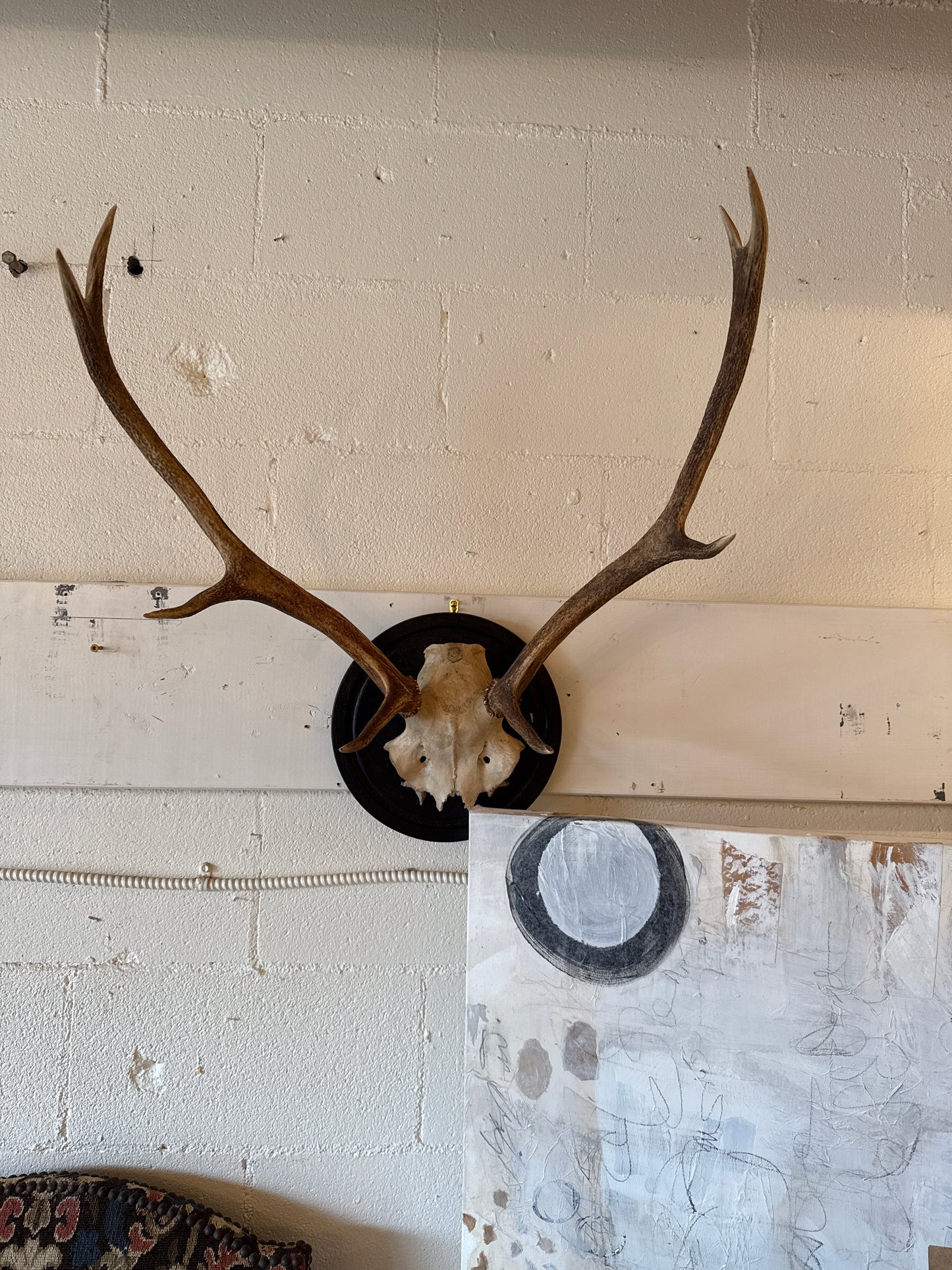 Mounted Deer Antlers on Plaque