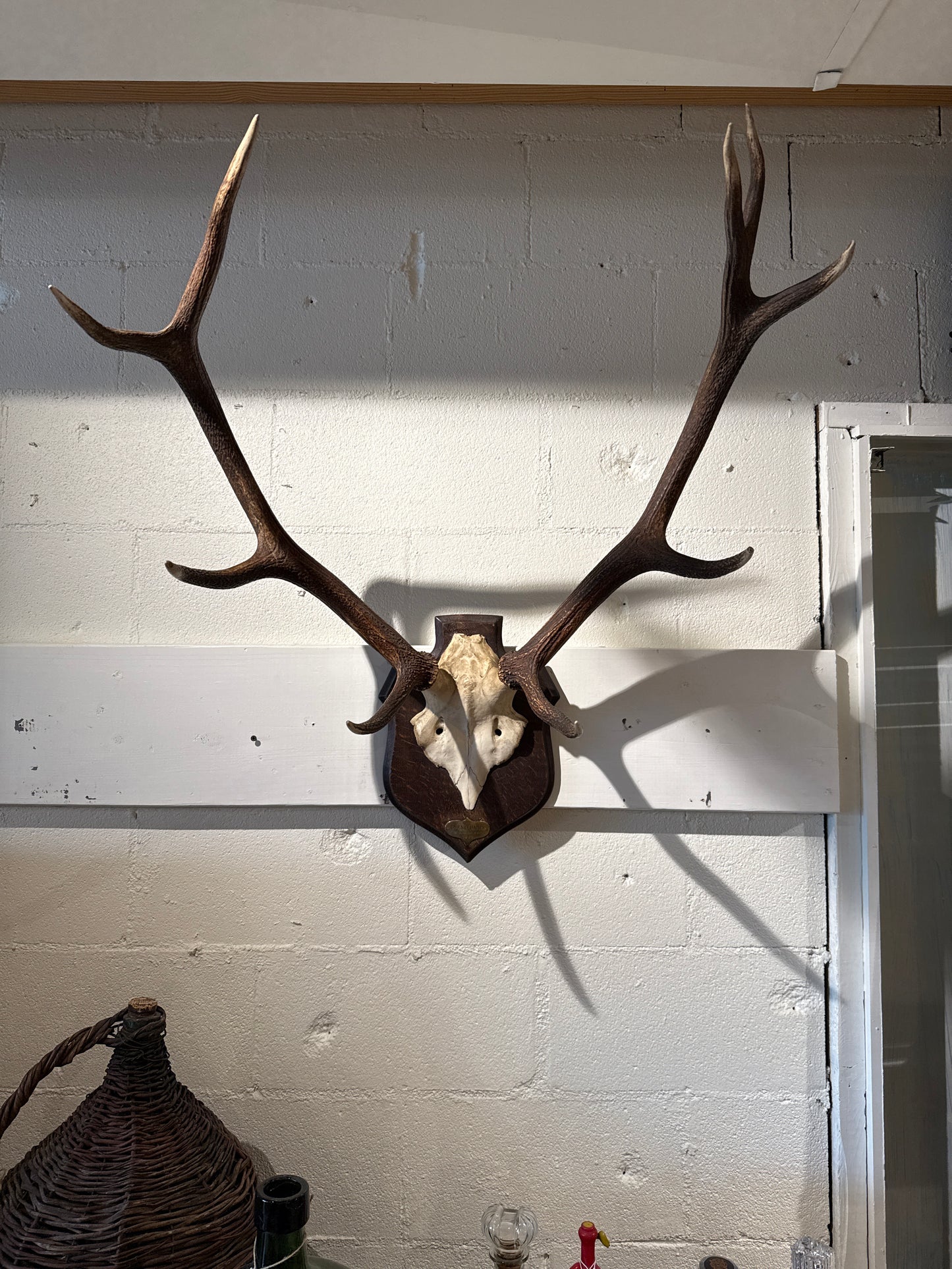Mounted Antlers "Burnechamps 4Decembre 1935"