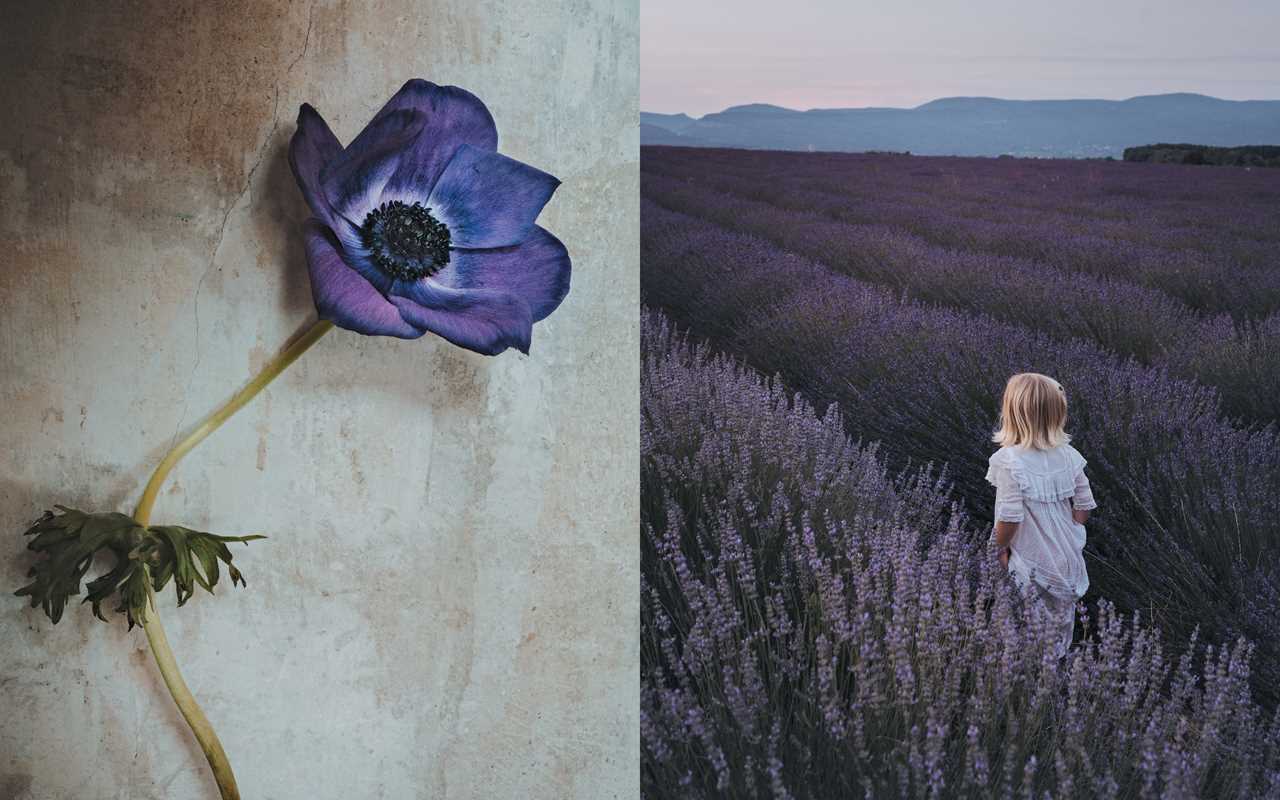 Flowers of Provence by Jamie Beck: Hardcover; 304 pages / English