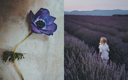 Flowers of Provence by Jamie Beck: Hardcover; 304 pages / English