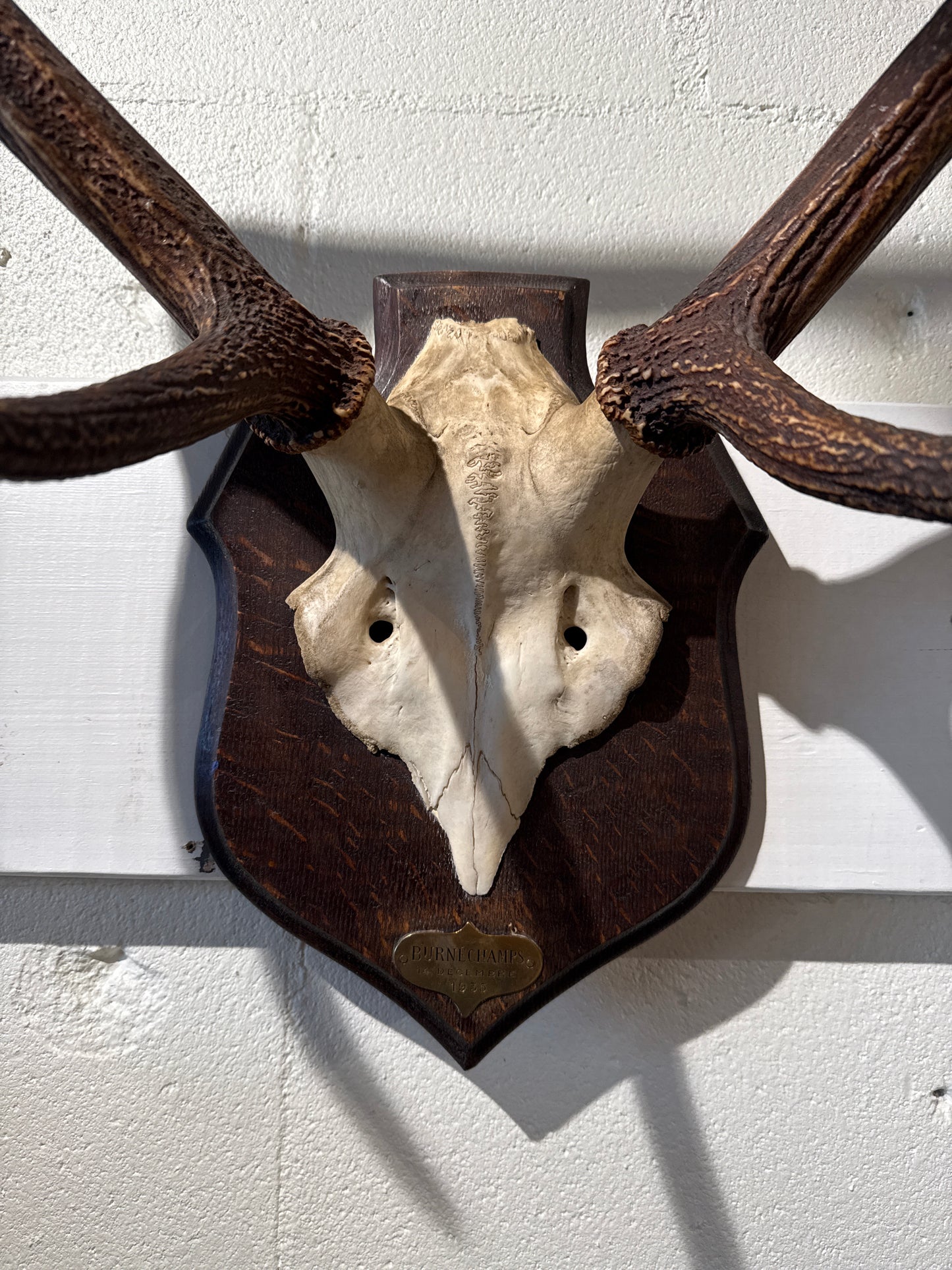 Mounted Antlers "Burnechamps 4Decembre 1935"