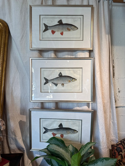 Fish Ichthyologie by Marcus Block