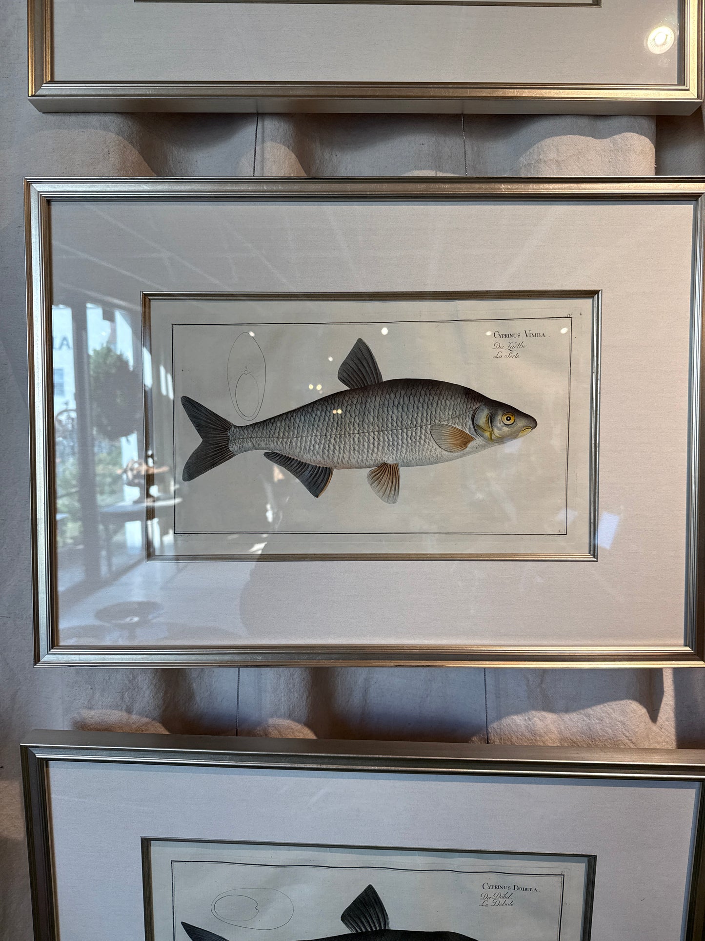 Fish Ichthyologie by Marcus Block