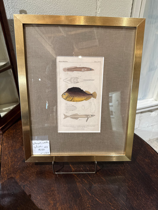 Framed Fish Drawing