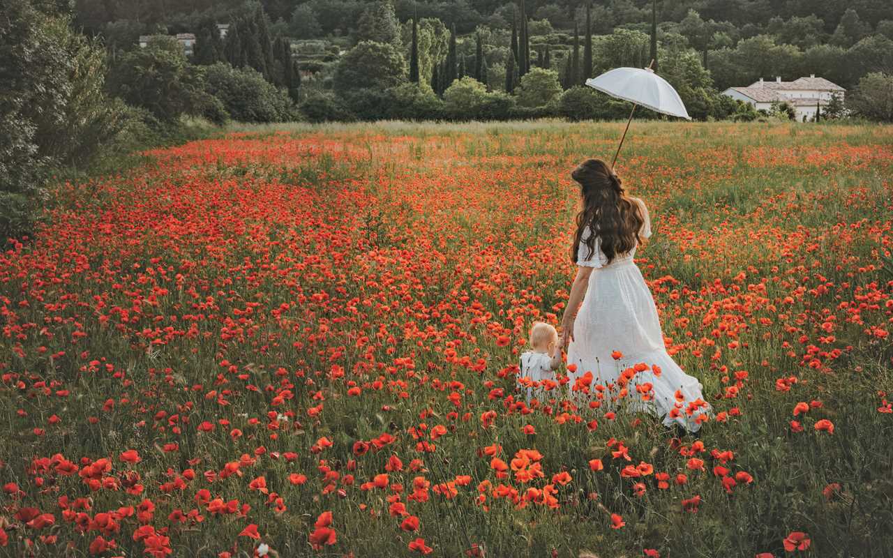 Flowers of Provence by Jamie Beck: Hardcover; 304 pages / English