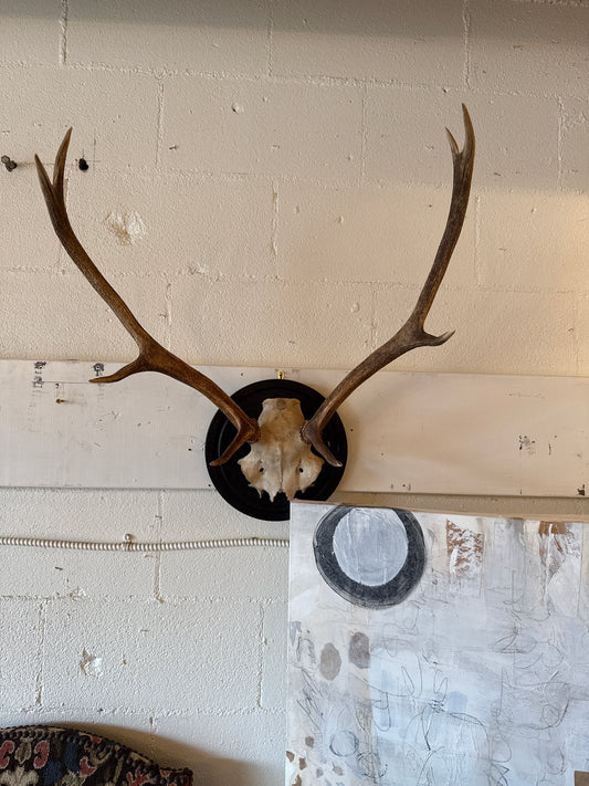 Mounted Deer Antlers on Plaque