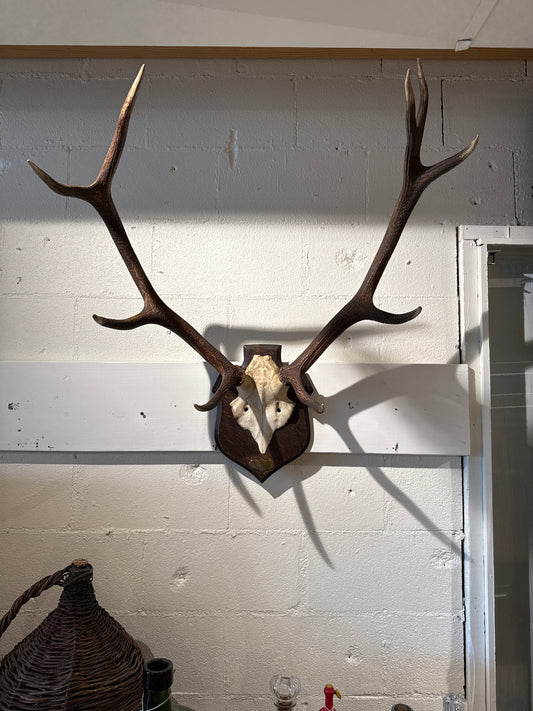 Mounted Antlers "Burnechamps 4Decembre 1935"