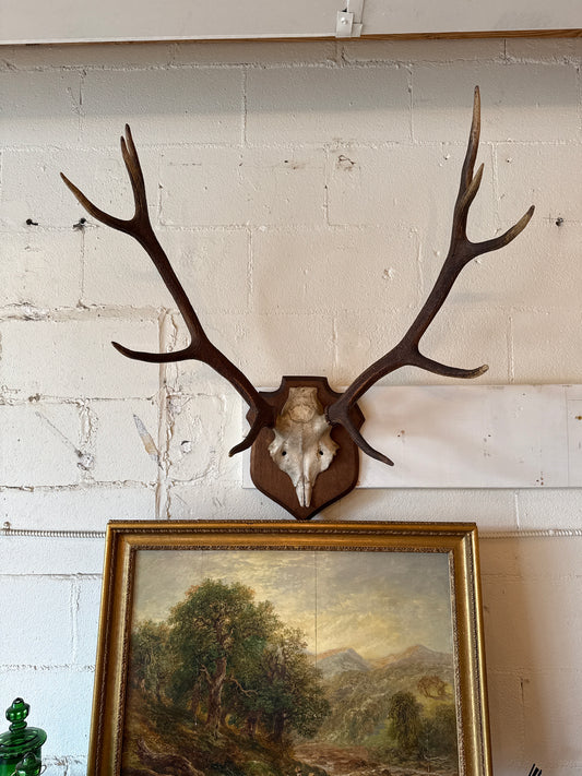 Antique Mounted Antlers w/ Wooden Shield Plaque