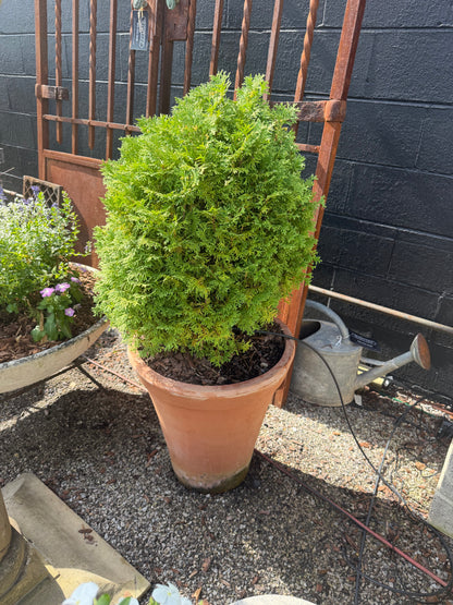 Usuki Terracotta Planter